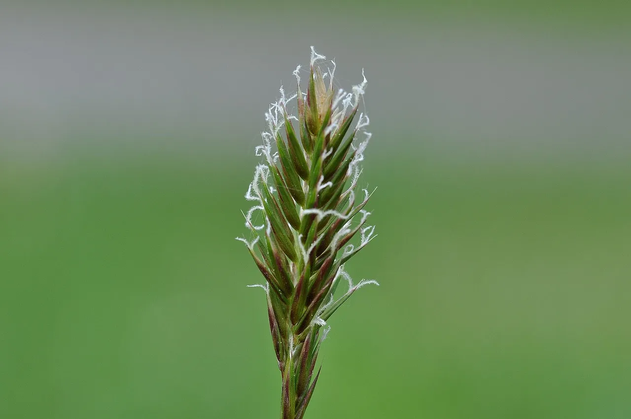 Nike Mercurial Superfly CR7 IC