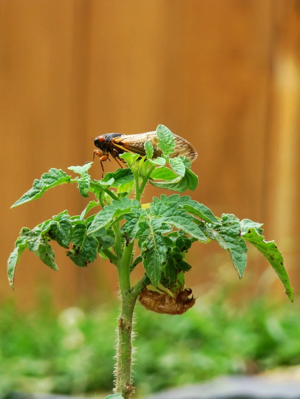 Nouveau 2017 Adidas ACE 17 Purecontrol FG Blanc Noir Jaune Chaussures De Foot